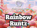 Rainbow Runtz Philosopher Seeds