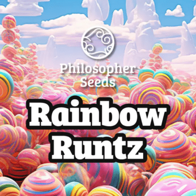 Rainbow Runtz philosopher Seeds