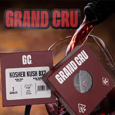 kosher kush BX Grand Cru genetics