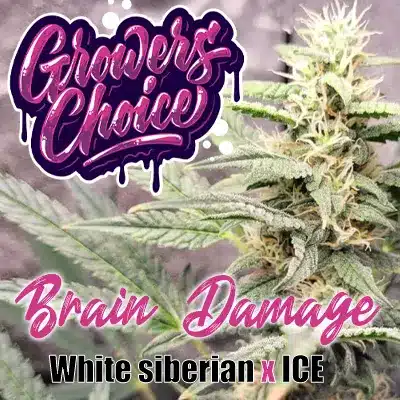 Brain Damage Growers Choice promo