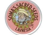 Lavnesia féminisée Soma Seeds