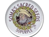 SoPurple féminisée Soma Seeds