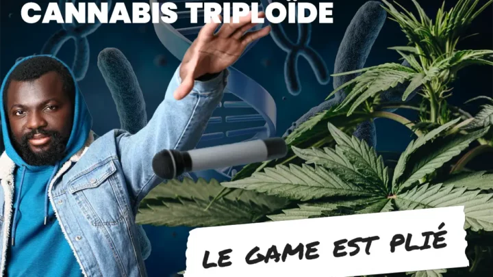 Les graines de cannabis triploïdes
