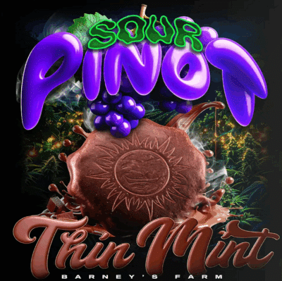 Thin Mint x Sour Pinot Auto Barneys Farm