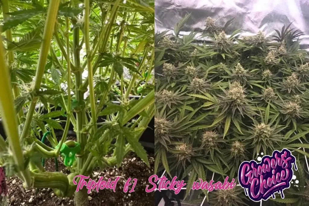 Sticky Wasabi Triploid de Growers Choice