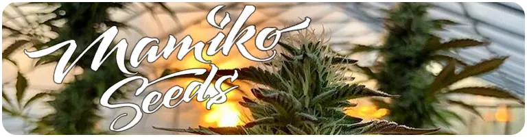 Mamiko Seeds Graines de cannabis