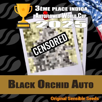Black Orchid Auto Original sensible Seeds