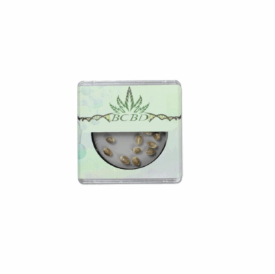 Garlic Cheese BC Bud Depot