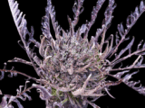 Frosty’s Auto Freak Khalifa Genetics