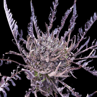Frosty's auto Freak Khalifa Genetics