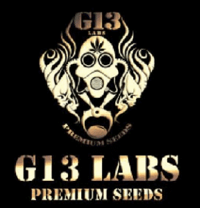 G13 Labs cannabis seeds
