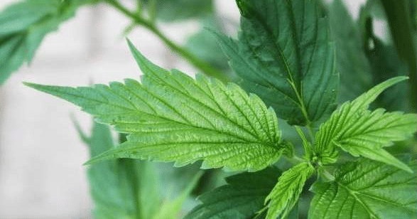Cannabis mutant : Le guide ultime des génétiques atypiques