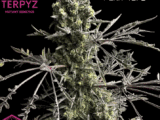 Mentha De Croco féminisée TerpyZ Mutant Genetics Mentha De Croco féminisée TerpyZ Mutant Genetics
