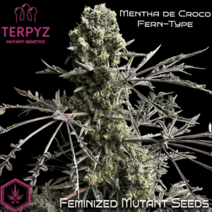 Mentha de croco Terpyz Mutant