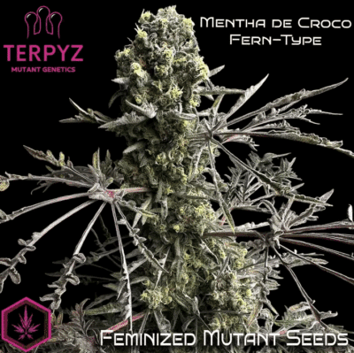 Mentha de croco Terpyz Mutant