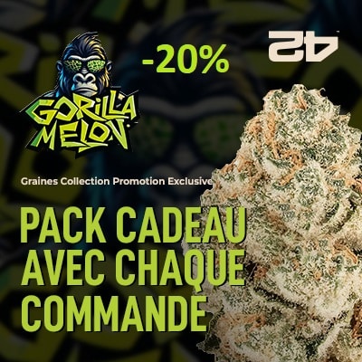 Graines Gorilla Melon Fastbuds en promo sur Grainescollection