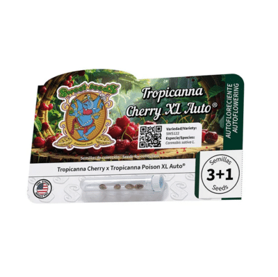Graines de cannabis Tropicanna Cherry XL auto sweet seeds par Grainescollection