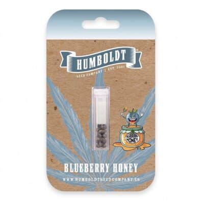 Graines de cannais USA élites Blueberry honey de Humboldt seed company
