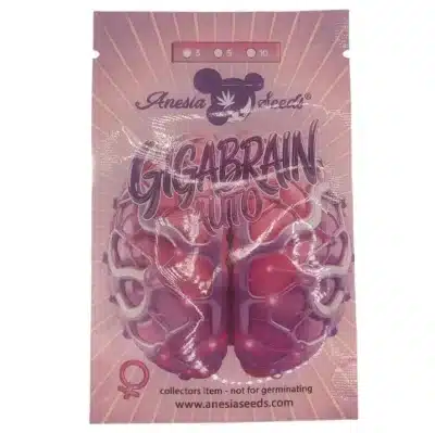 Graines de cannabis de collection puissantes Giga Brain auto Anesia Seeds