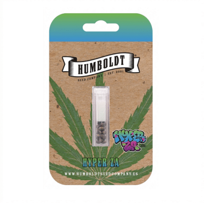 Graines de cannabis Cali Hyper Za Humboldt Seeds Company. Fleurs violettes et résine extrême
