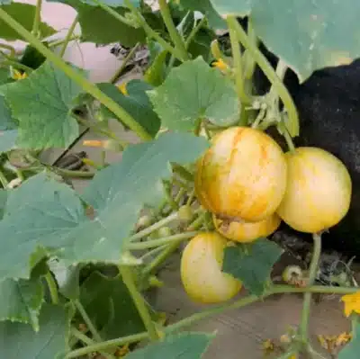 graines de concombre citron