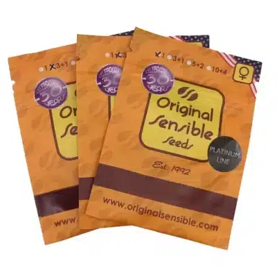 Graines de cannabis terpènes Tangie Orange Biscuit Original Sensible Seeds par Grainescollection.fr