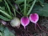 Radis Red Meat (Raphanus sativus) Radis Red Meat (Raphanus sativus)