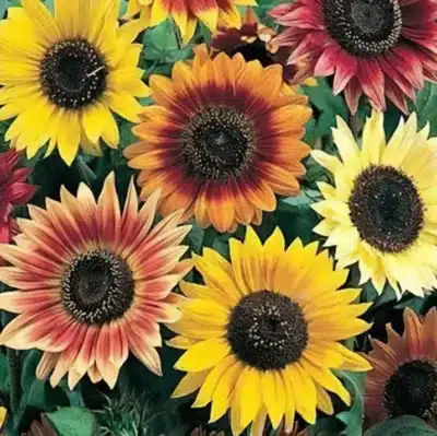 tournesols beautรฉ d'automne