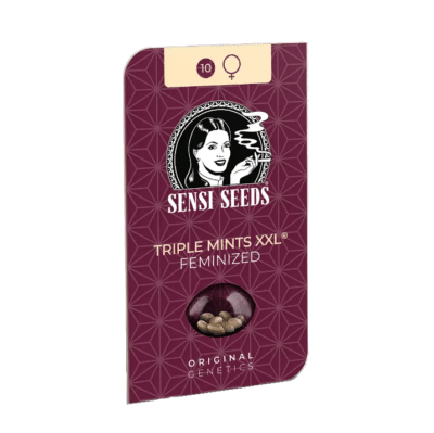 Graines de cannabis triple Mints XXL Sensi Seeds par grainescollection.fr