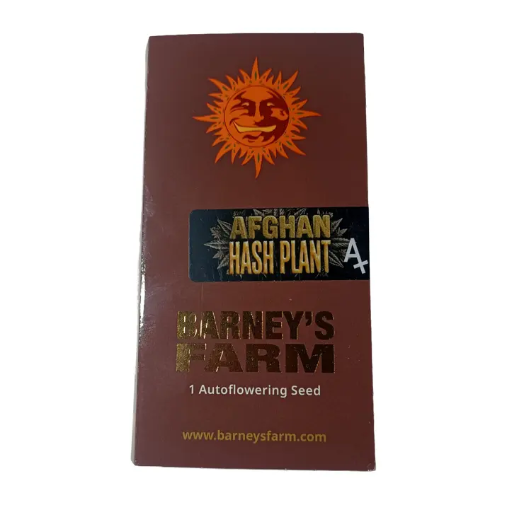 Graine de cannabis autofloraison Afghan Hash Plant Auto de Barney's Farm - Lignée Afghan x BF Super Auto #1 indica.