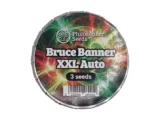 Bruce Banner XXL auto Philosopher Seeds Bruce Banner XXL auto Philosopher Seeds