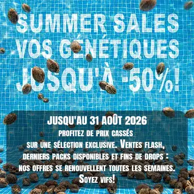 Graines de cannabis pas chères