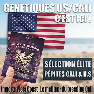 Acheter meilleures graines Cali weed