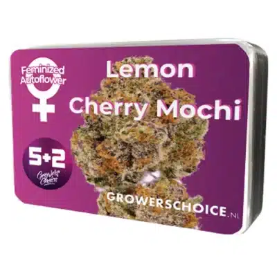Graine autofloraison Lemon Cherry Mochi Auto de Growers Choice - Croisement Sunset Sherbet x Girl Scout Cookies.