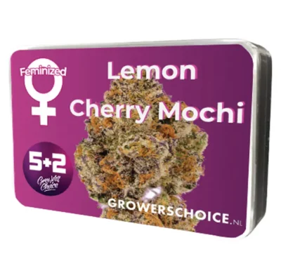 Tête de Lemon Cherry Mochi féminisée Growers Choice - Variété photopériodique Sunset Sherbet x GSC.
