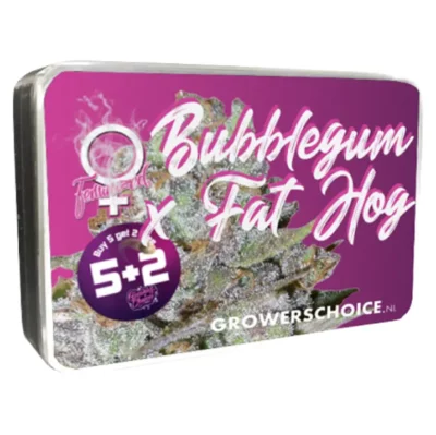 Graine féminisée Bubble Gum x Fat Hog Growers Choice - Hybride Bubblegum x HOG haut rendement.