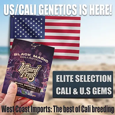 Buy the best Cali weed seeds