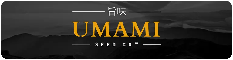 Umami Seed, graines de cannabis d'exception, terpènes uniques. En exclu sur Grainescollection.fr
