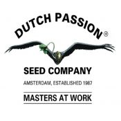 graines dutch passion