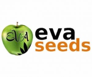 graines eva seeds