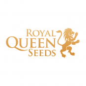 graines royal Queen