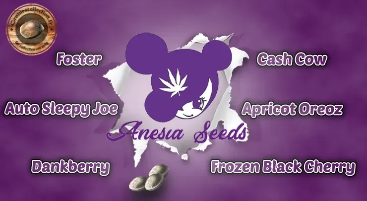 nouvelles graines cannabis Anesia Seeds France