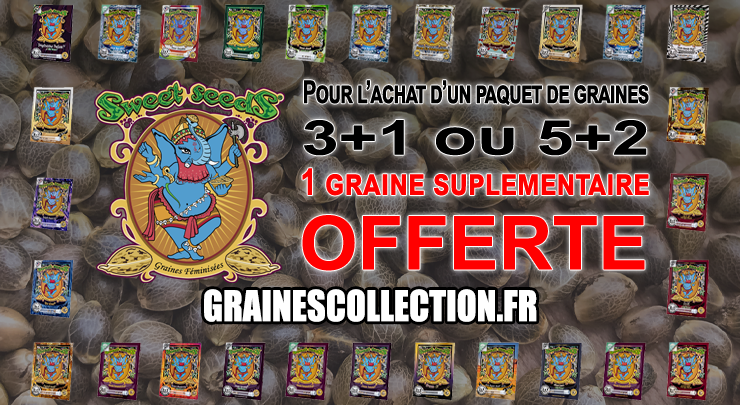 offre graines sweet seeds