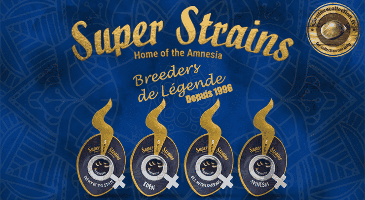 super strains graines cannabis collection amsterdam