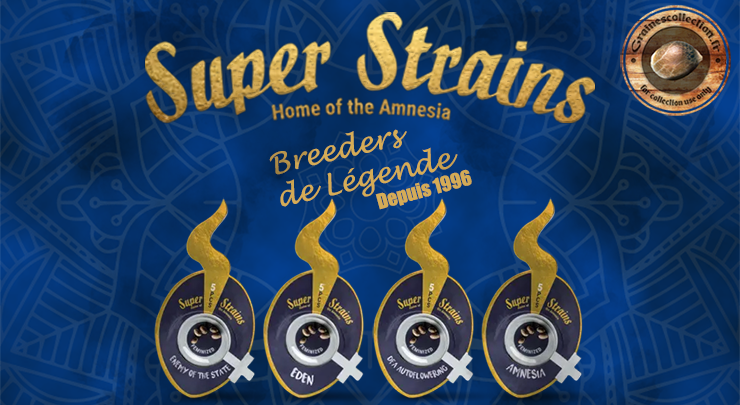 super strains graines cannabis collection amsterdam
